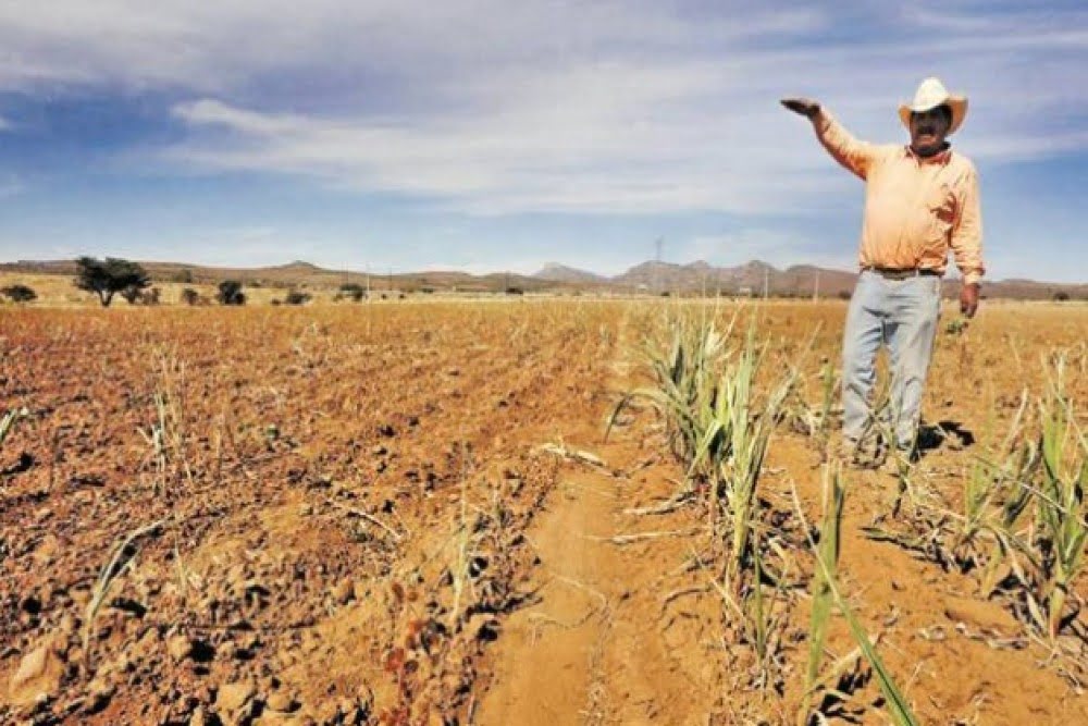 Cosechas EstÁn En Riesgo De Perderse Por Falta De Agua